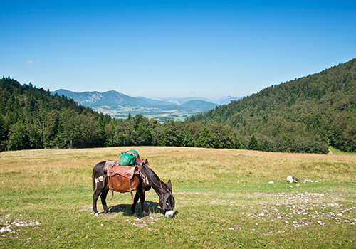 Promenades à cheval ou à dos d’âne